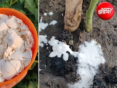 बड़े काम के हैं कचरे में फेंके जाने वाले अंडे के छिलके, पौधों के लिए ऐसे बना लें ऑर्गेनिक खाद, हर-भरा हो जाएगा पौधा