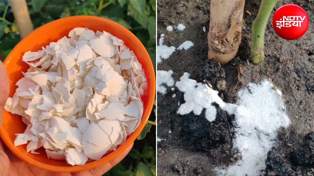 अंडे के छिलकों से ऑर्गेनिक खाद कैसे बनाएं? अंडे के छिलकों से ऑर्गेनिक खाद कैसे बनाएं?