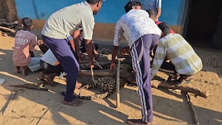 3 साल की बेटी पर झपटा तेंदुआ तो पिता बन गया ढाल, पीछे से दबोचा !  वन विभाग के ड्रोन-पिंजरे भी रहे थे बेअसर