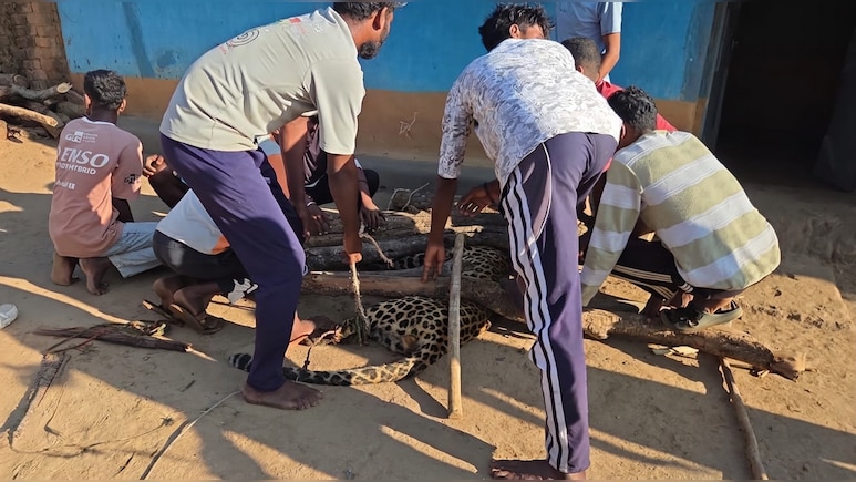 3 साल की बेटी पर झपटा तेंदुआ तो पिता बन गया ढाल, पीछे से दबोचा !  वन विभाग के ड्रोन-पिंजरे भी रहे थे बेअसर