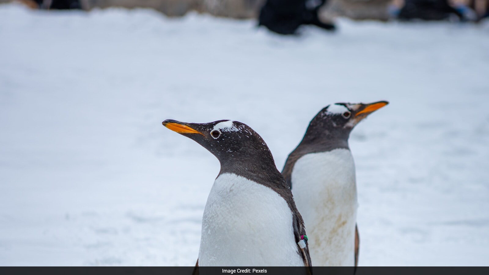Penguin Poop May Be Speeding Up Antarctic Snow Melt: Study
