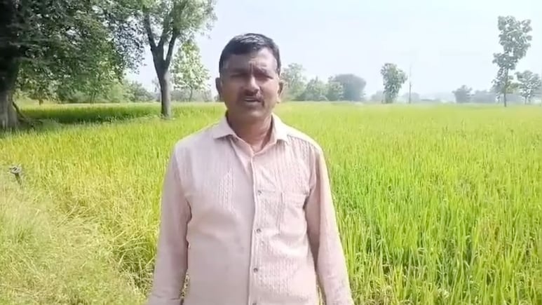 Unable To Control Pests, Telangana Farmer Sets Paddy Crop On Fire