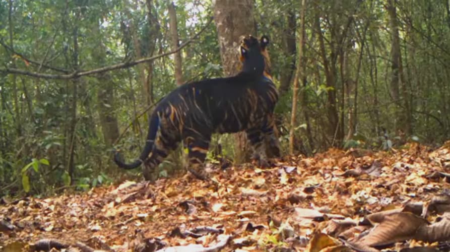 Similipal Tiger Reserve to Reopen for wildlife enthusiasts on November 1