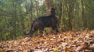 Similipal Tiger Reserve to Reopen for wildlife enthusiasts on November 1, where you can spot black tigers