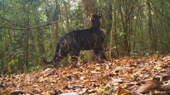 Similipal Tiger Reserve to Reopen for wildlife enthusiasts on November 1, where you can spot black tigers