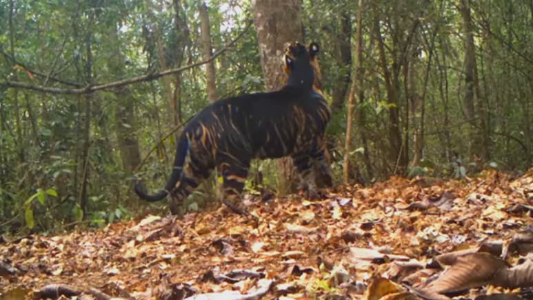 Similipal Tiger Reserve to Reopen for wildlife enthusiasts on November 1, where you can spot black tigers