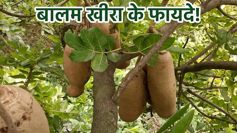 भूरे रंग का बालम खीरा पथरी, कब्ज समेत इन 5 तकलीफों में देता है राहत, जानें कब और कैसे करें सेवन