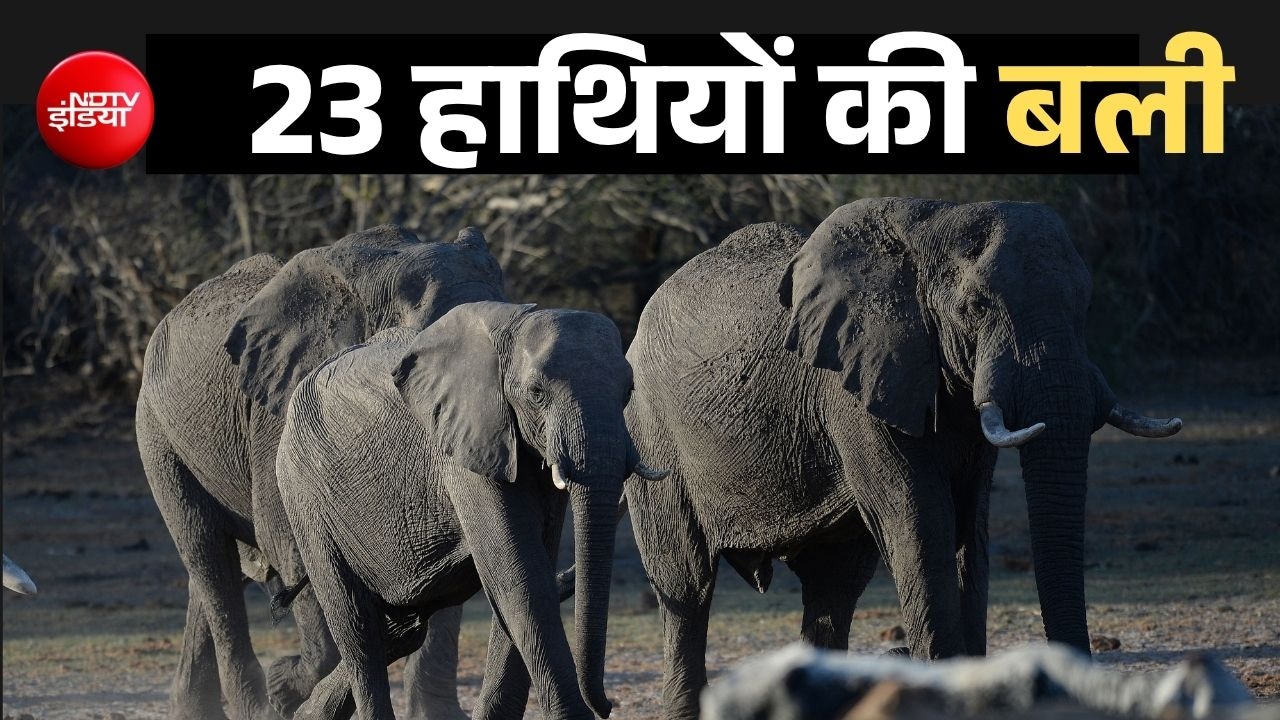 आज एक साथ दी जाएगी 23 हाथियों की बली, दुनिया भर में उठ रही इन बेगुनाहों को बचाने की आवाज