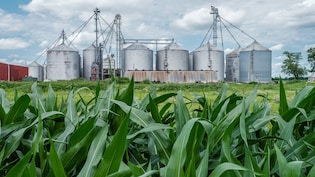 E20 Costs As Much As Petrol. So Why Is It Making Food Economics More Complex And Pricier?