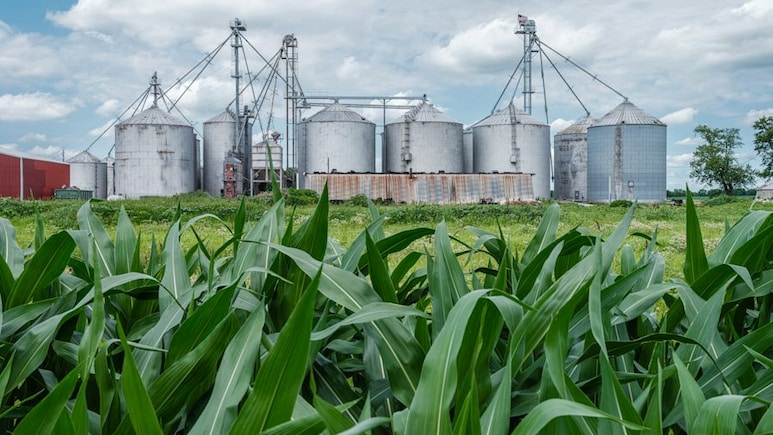 E20 Costs As Much As Petrol. So Why Is It Making Food Economics More Complex And Pricier?
