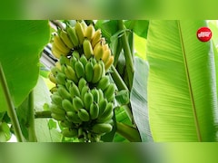 सुबह खाली पेट केला खाने से क्या होता है?  इन लोगों को खाने से पहले बरतनी चाहिए सावधानी