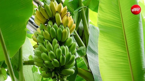 सुबह खाली पेट केला खाने से क्या होता है? &nbsp;इन लोगों को बरतनी चाहिए सावधानी