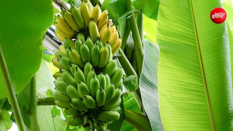 सुबह खाली पेट केला खाने से क्या होता है? &nbsp;इन लोगों को खाने से पहले बरतनी चाहिए सावधानी
