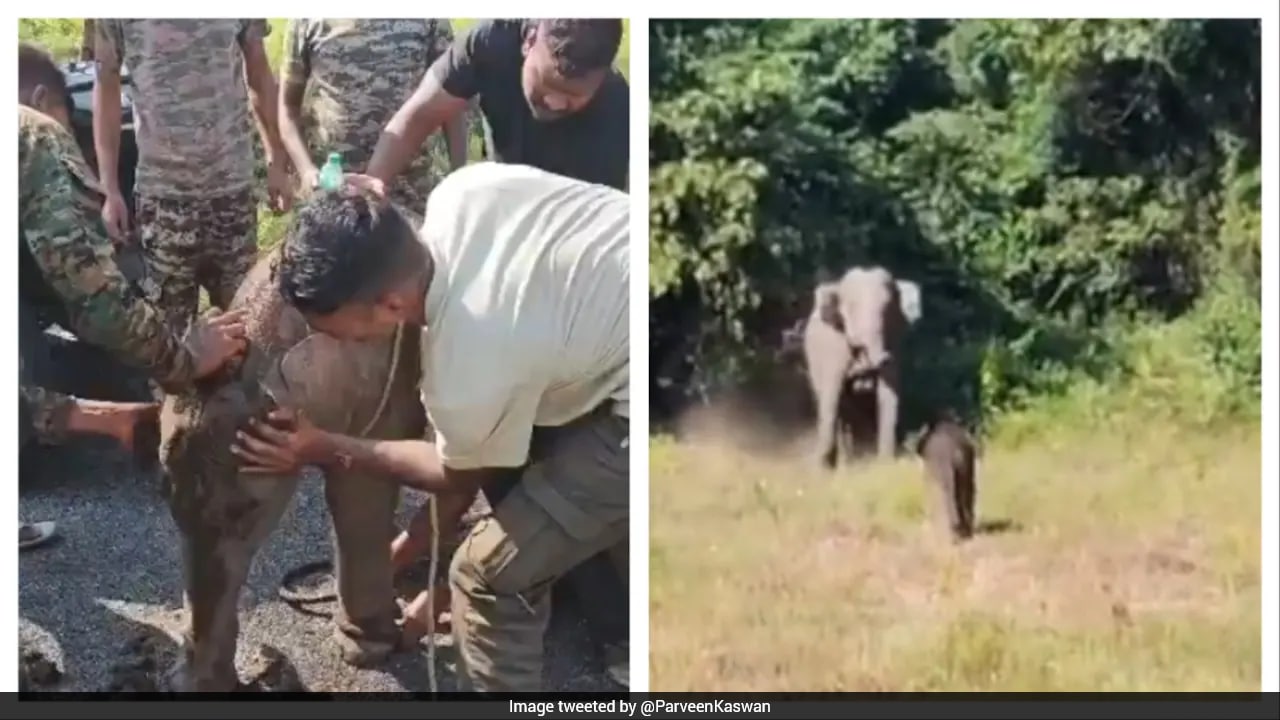 Heartwarming Video Shows Elephant Calf Reuniting With Mother After 7 Hours