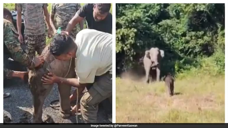 7 घंटे मां से बिछड़ा रहा हाथी का बच्चा, फिर वन विभाग ने कराया मिलन, Video देख लोग बोले- मां की ममता सबसे अनमोल
