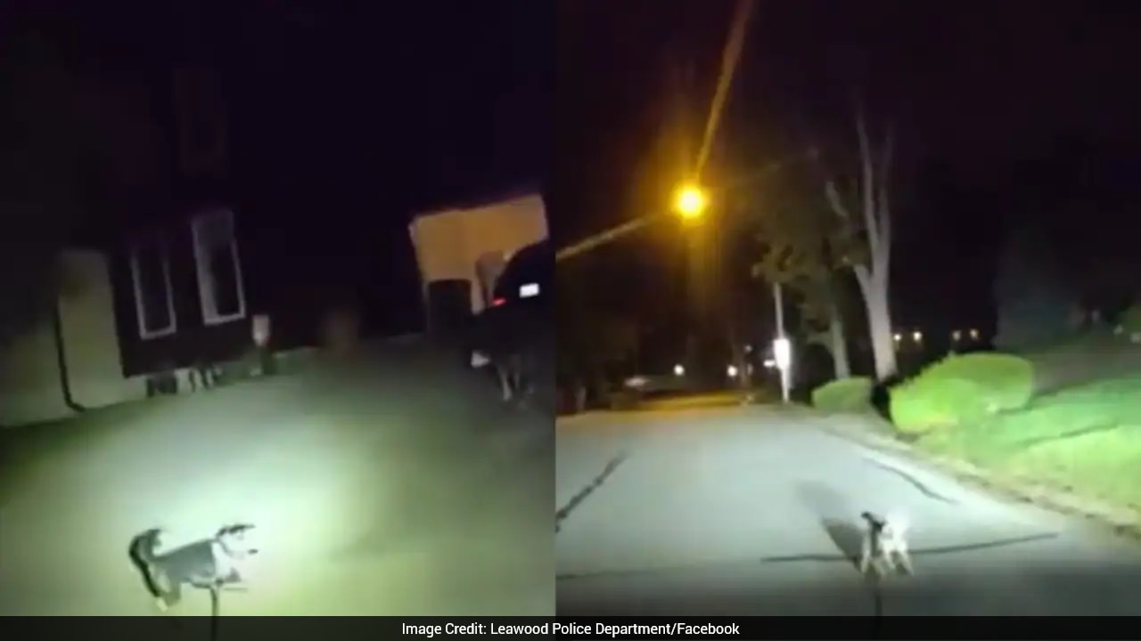 Loyal Dog Guides Officer To Injured Owner Lying On The Floor For Hours In US
