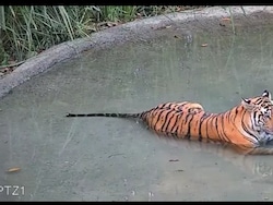 Tiger Revival In Bengal's Buxa Reserve Hits Snag As Tigress Wanders To Assam