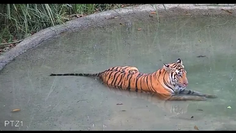 Tiger Revival In Bengal's Buxa Reserve Hits Snag As Tigress Wanders To Assam