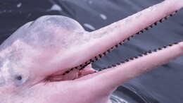 'Is It Really Pink?': Pink Dolphin Spotted Off Oman Coast Stuns Beachgoers
