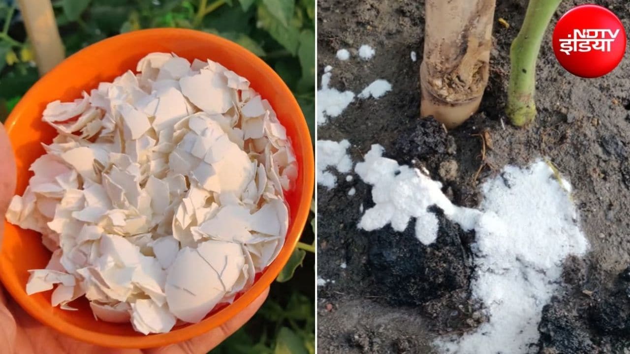 अंडे के छिलके पौधों में कैसे डालें? पौधों के लिए बनाएं कैल्शियम वाली लिक्विड खाद