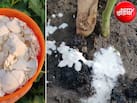 अंडे के छिलके पौधों में कैसे डालें? पौधों के लिए बनाएं कैल्शियम वाली लिक्विड खाद