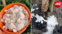 अंडे के छिलके पौधों में कैसे डालें? पौधों के लिए बनाएं कैल्शियम वाली लिक्विड खाद