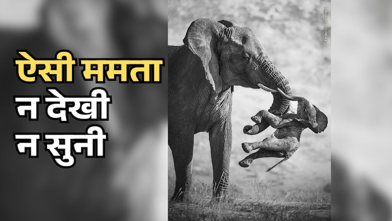 जब से अपना बच्चा मरा, तब से दूसरों के मरे बच्चों को ढो रही हथिनी; इस तस्वीर के पीछे की कहानी रुला देगी