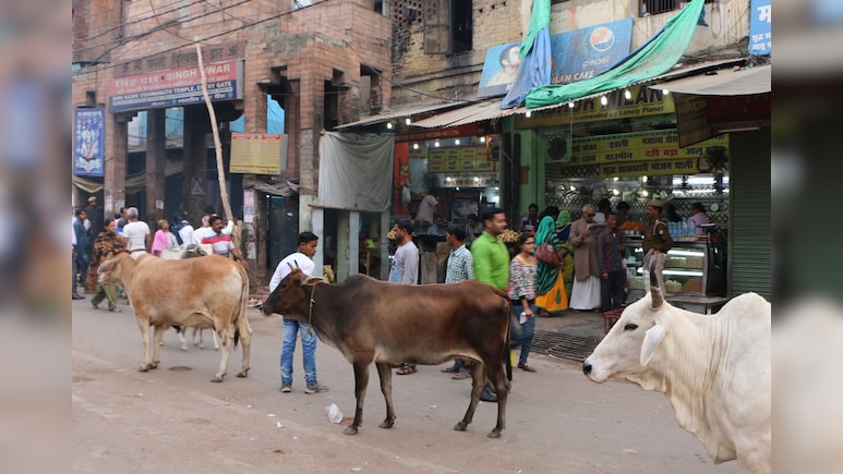 Mumbai Man Arrested For Allegedly Setting Cow on Fire, Torching 15 Bikes In Sakinaka