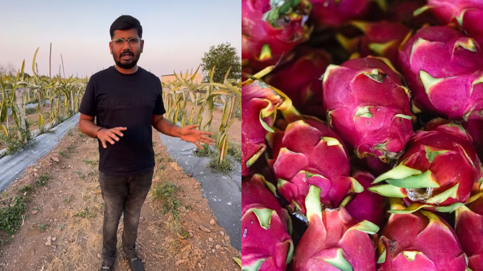 He Planted 9,000 Dragon Fruit Saplings. Now, The Farm Earns Rs 2 Crore A Year