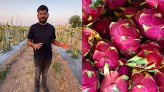 He Planted 9,000 Dragon Fruit Saplings. Now, The Farm Earns Rs 2 Crore A Year