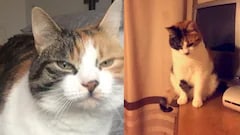Cat Missing For 10 Years Returns Home On Owner's 30th Birthday