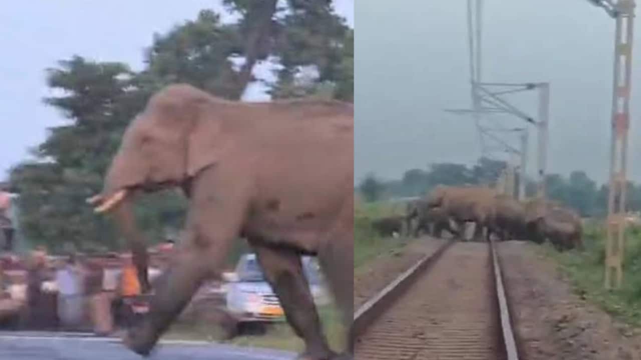 लाल कपड़े का इशारा और थम गई ट्रेन... सिलीगुड़ी में 70 से ज्यादा हाथियों की ऐसे बची जान