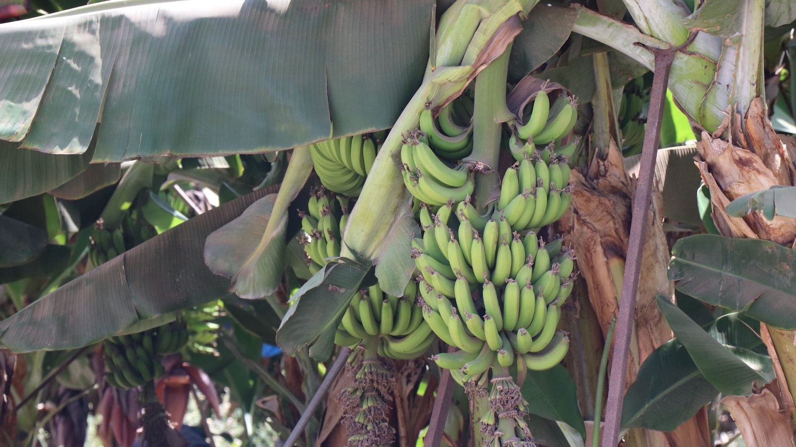 They Turned Discarded Banana Stems Into Yoga Mats And Baskets, Made Rs 2.5 Crore In Revenue