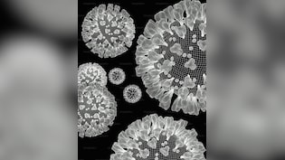 France Reports First Ever Human Case Of Shamonda Virus: Public Risk, Symptoms Explained