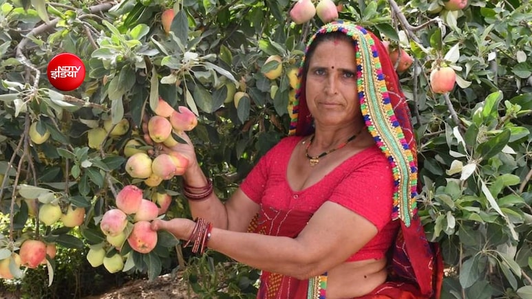 10वीं पास संतोष देवी कमा रहीं 40 लाख रुपए,  सेब-बादाम उगाकर बनीं बागवानी की वैज्ञानिक