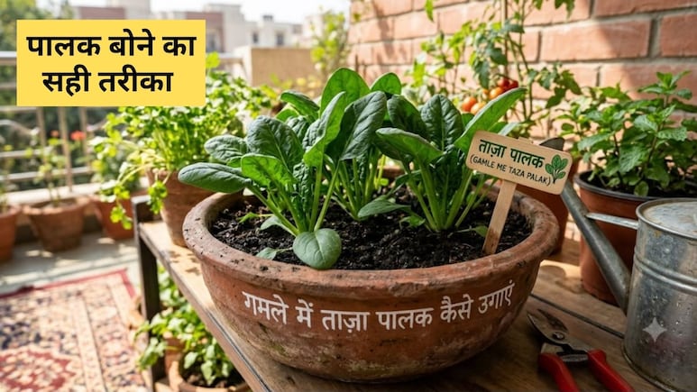 गमले में पालक कैसे उगाया जाता है? पालक बोने का सही तरीका क्या है यहां जान&zwj;िए, 20 से 25 द&zwj;िन में न&zwj;िकल आएंगी पत्&zwj;त&zwj;ियां