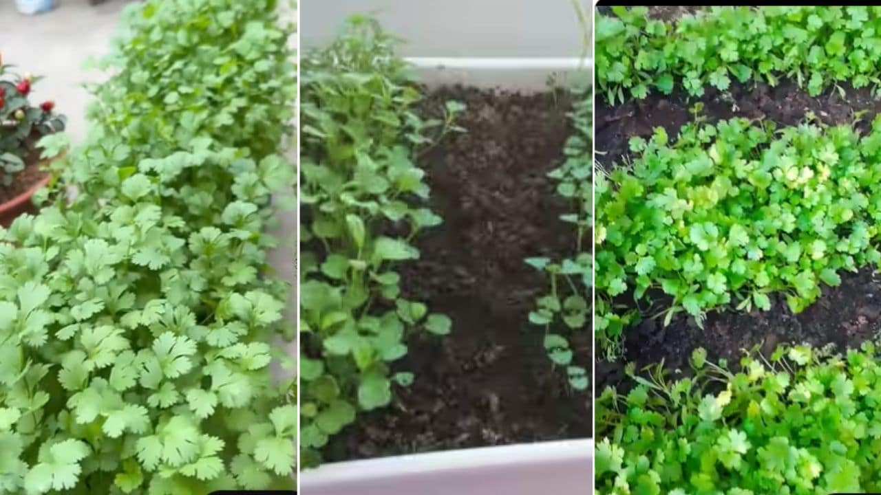 धनिया, मेथी और पालक कैसे उगाएं, घर की बालकनी में पत्तेदार सब्जियां उगाने के आसान तरीके