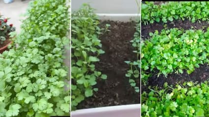 धनिया, मेथी और पालक कैसे उगाएं, घर की बालकनी में पत्तेदार सब्जियां उगाने के आसान तरीके