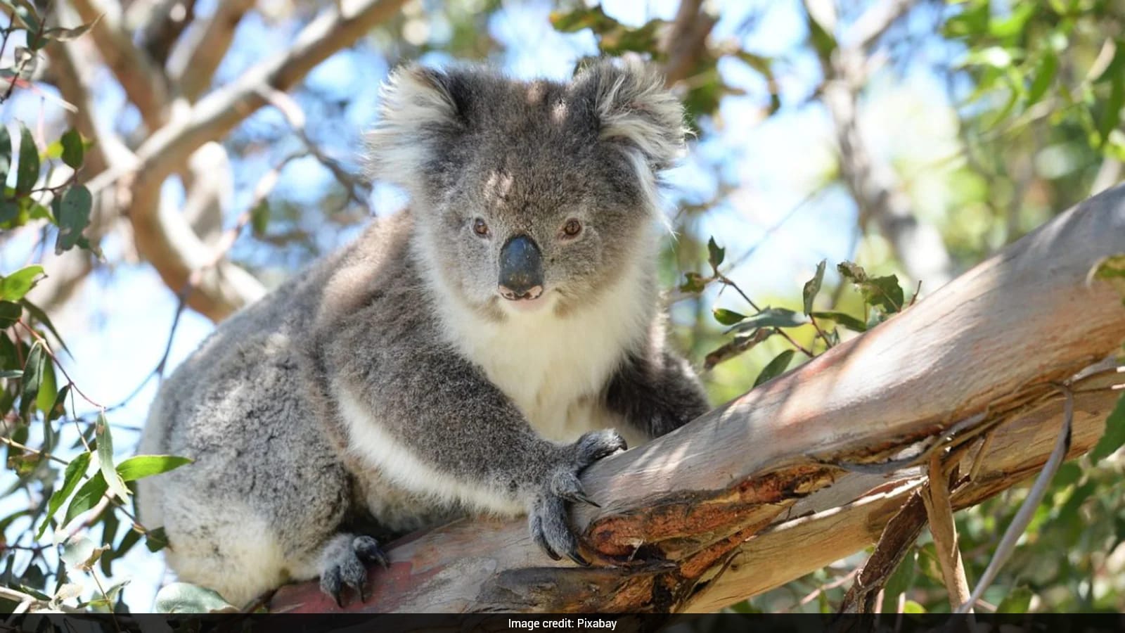 Koalas Have Fingerprints with Patterns Similar to Humans Due to Convergent Evolution
