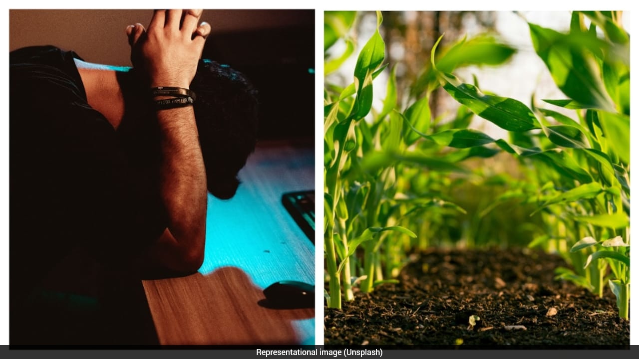"There Won't Be Real Jobs Left In 5-10 Years": Software Engineer Considers Farming Amid AI Fears