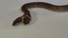 Video: Rare Two-Headed, Four-Eyed Wolf Snake Rescued In Gujarat's Dahod