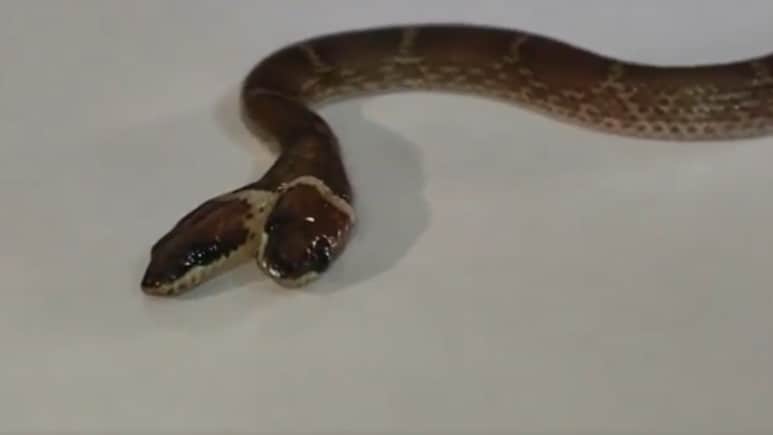 Video: Rare Two-Headed, Four-Eyed Wolf Snake Rescued In Gujarat's Dahod