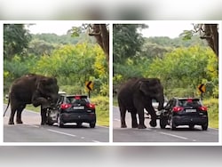 Wild Elephant Climbs Onto Moving Car In Tamil Nadu, Leaves Passengers Terrified