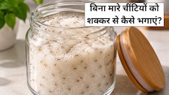शक्कर को चींटियों से बचाने का सबसे आसान तरीका, हर किसी को होना चाहिए पता