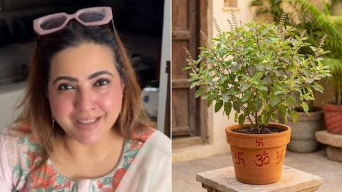 तुलसी में कच्चा दूध, हल्दी का पानी, सिंदूर और मेहंदी चढ़ाने से क्या होता है? एस्ट्रोलॉजर ने बताया अचूक उपाय