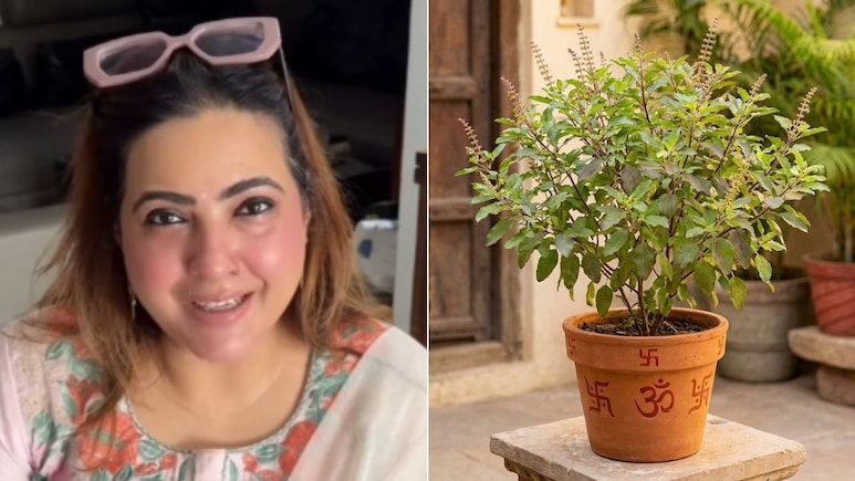 तुलसी में कच्चा दूध, हल्दी का पानी, सिंदूर और मेहंदी चढ़ाने से क्या होता है? एस्ट्रोलॉजर ने बताया अचूक उपाय