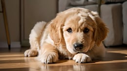 Having A Pet Can Help You Live Longer And Healthier, Says Nutritionist