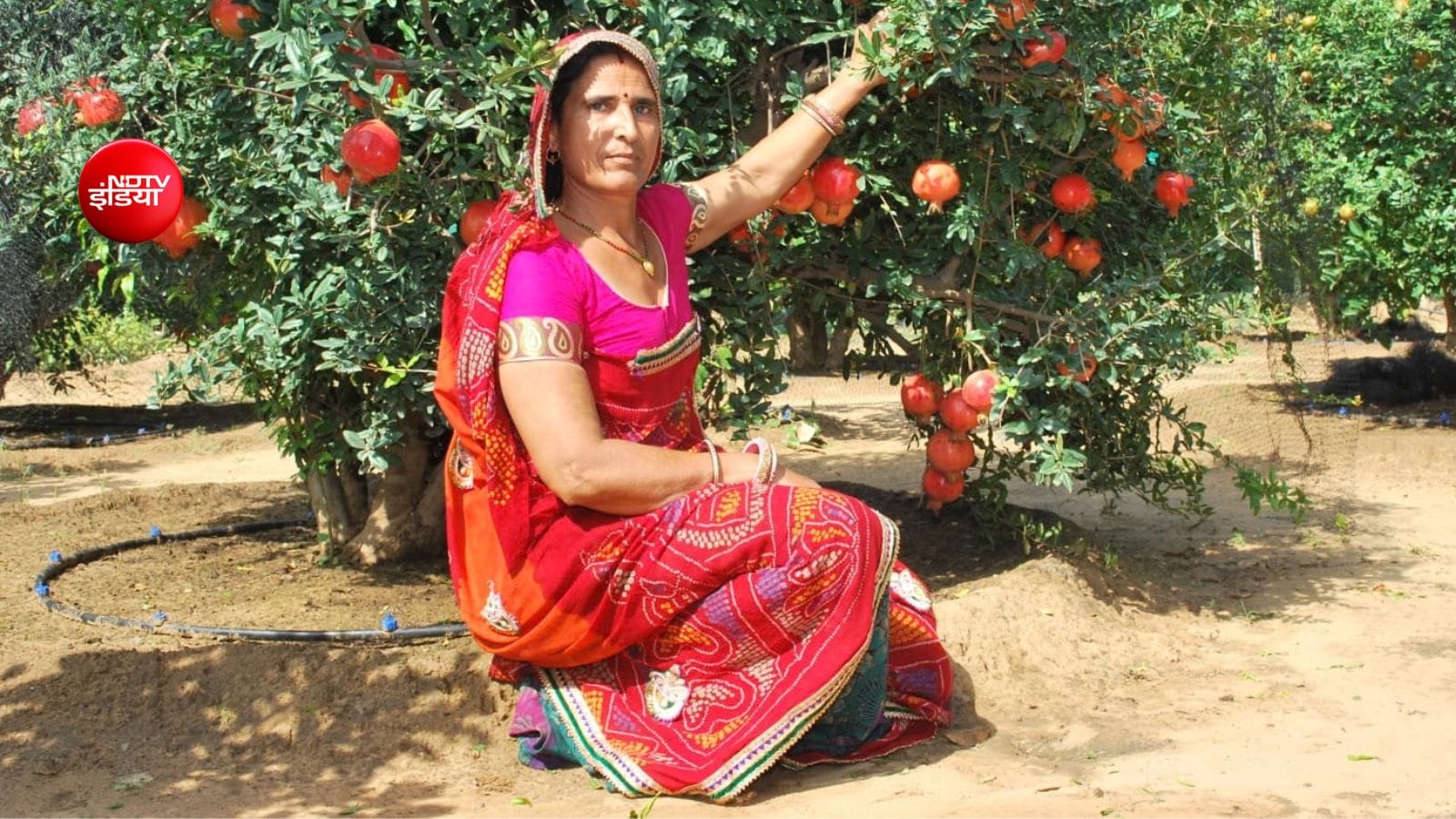 santosh devi success story beri sikar rajasthan Anar ki kheti