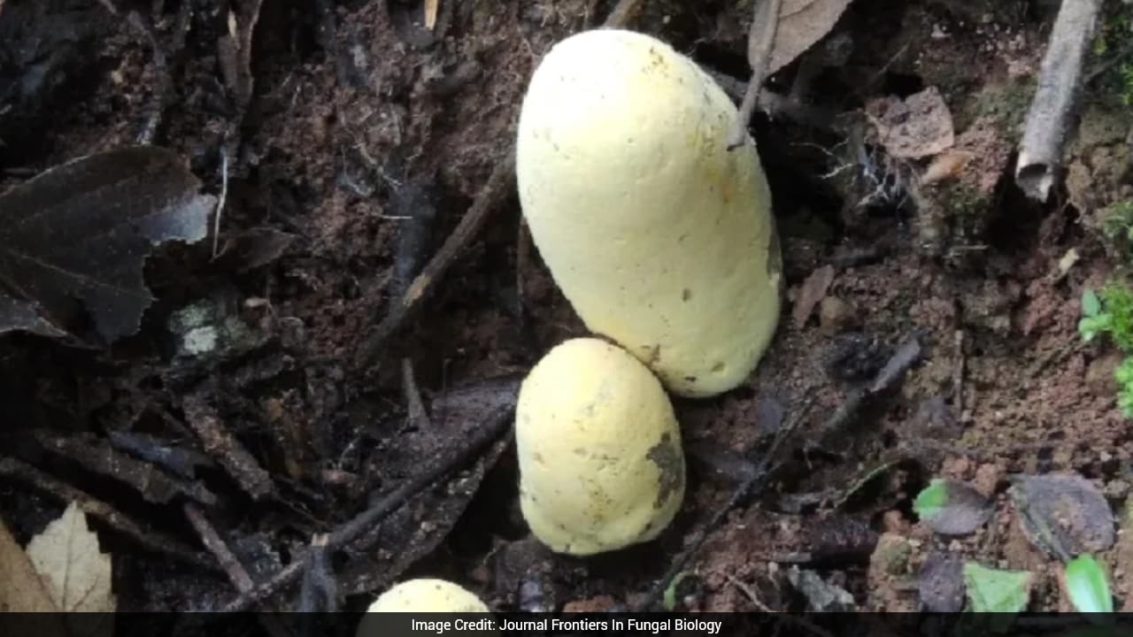 Scientists Discover Giant Fungus Named After T. Rex In China
