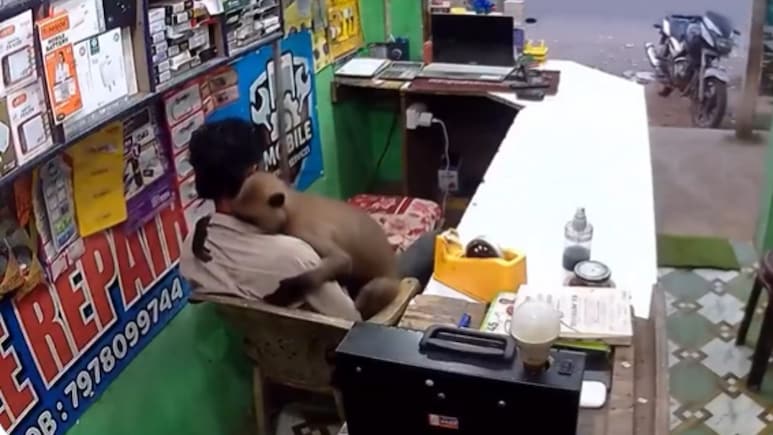 दुकानदार को गले लगाकर बैठ गया लंगूर, CCTV में कैद हुआ बेहद प्यारा नजारा